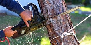 Best Tree Risk Assessment  in Silver Lake, NJ