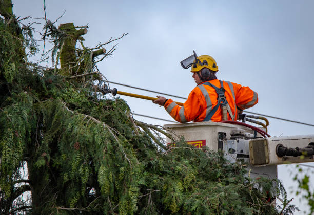 How Our Tree Care Process Works  in  Silver Lake, NJ