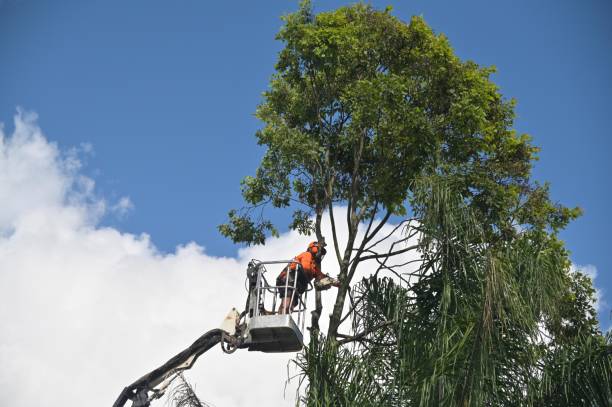 Tree and Shrub Care in Silver Lake, NJ