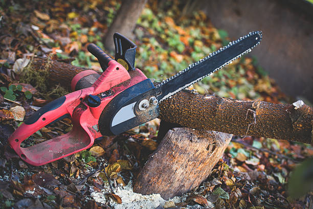 Professional Tree Care in Silver Lake, NJ